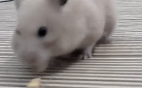 �}���^����ӛ���ąR����ƪ