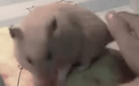 �}���^����ӛ��ƪ