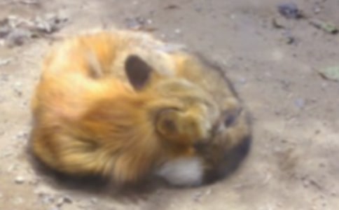 ��؂�c���f���ģ���(j��ng)�䣩