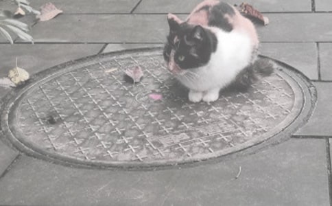 С�����w���w���D��(xi��)Ԓ(hu��)