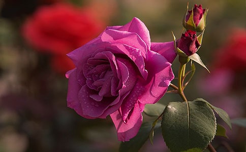 �¼���������