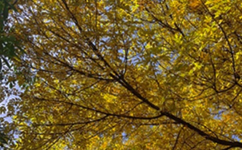 ��(j��ng)�����õ��簲���Z(y��)����Ȧ33�l