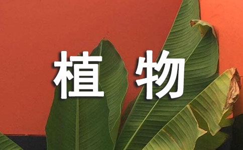 ����ֲ����űȾ�