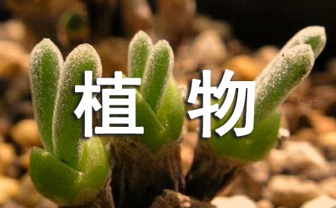 植物觀察日記(匯總15篇)