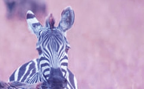 �����R���ϵ��Ї�(gu��)���x���1100��