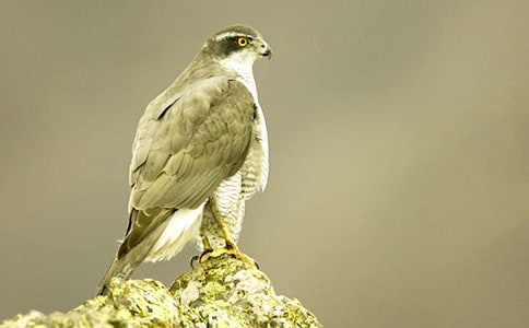 �����n�����c�B�Q�簲��־����