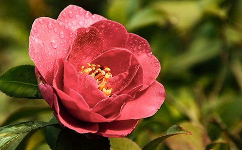 ɽ�軨����[���]]