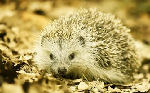 �ɐ۵�С������Ľ�(j��ng)��15ƪ