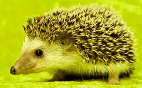 ����u�Ǻ��J���D��Ԓ