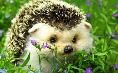 �����]��С����u�Ǻ��J���D��Ԓ