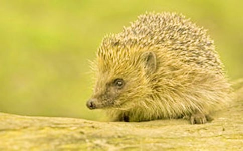 С�������