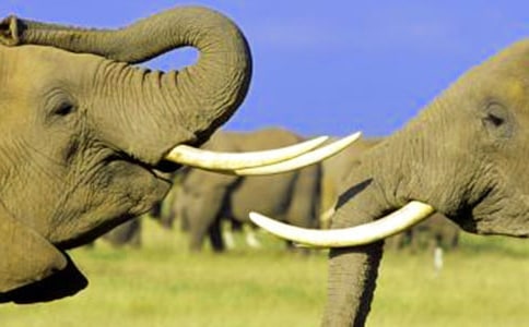 ��Ȥ�Ĵ��󿴈D��Ԓ���ģ�ͨ��13ƪ��