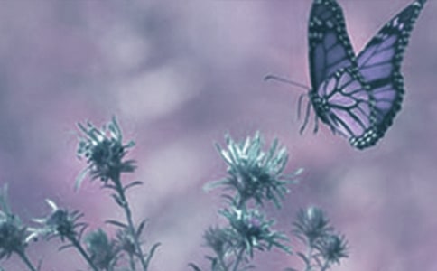 ��(d��ng)ֲ����Ć��l(f��)���Y(ji��)