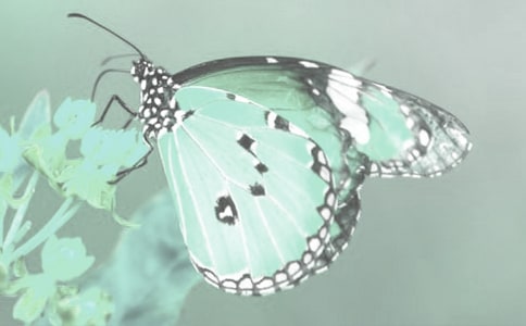 ��ֲ��z�(y��n)�z�ߵĹ���Ӌ(j��)��