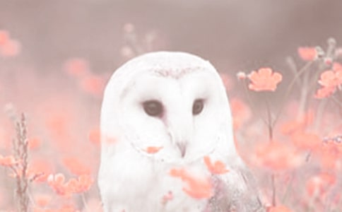 ��(d��ng)ֲ���^����ӛ����