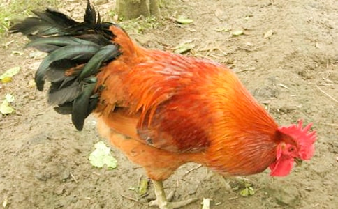 �ö��Ĺ��u���ģ�ͨ��17ƪ��