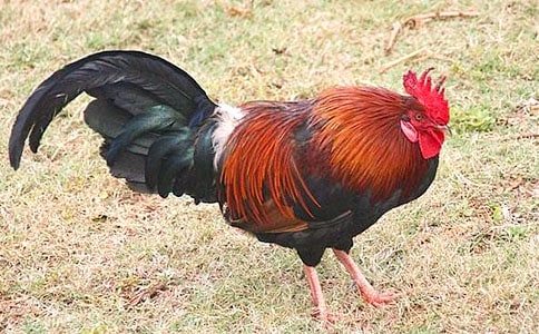 ���u���ģ�����15ƪ��