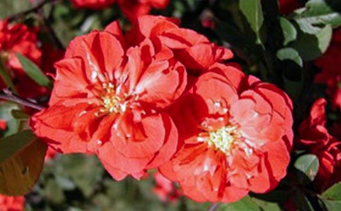 Ԫ�Æ�ͬ��݅�xδ�_����ȫ����ע������g���p��_��