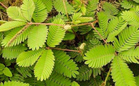 ���߲�����