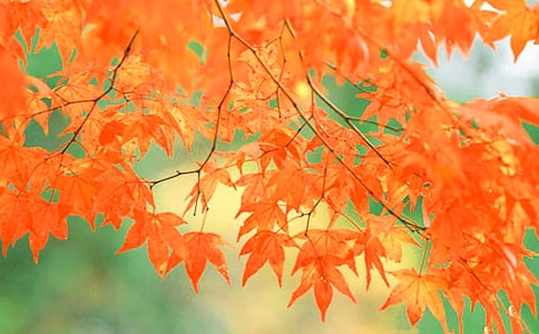 ���o�t�~Ԋ��