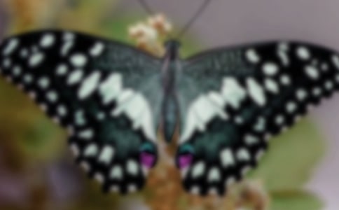 �������L(zh��ng)�ĺ�(ji��n)�P�DƬ