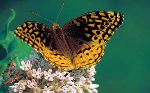 �������Ľ�����x��