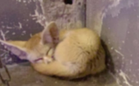 �茑��؂���~�Z3ƪ[����]