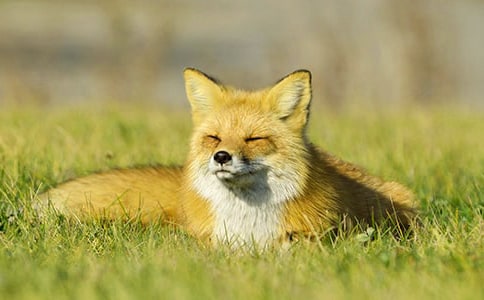 ����ҹϪ߅���^һֻ��؂����x��