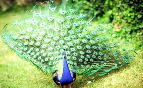 ��ȸ�|���w���ģ�ͨ��22ƪ��