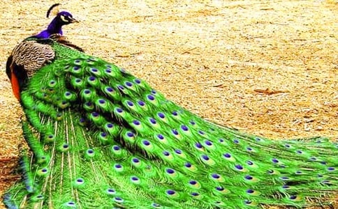 �P(gu��n)�ڿ�ȸ���i�Z����