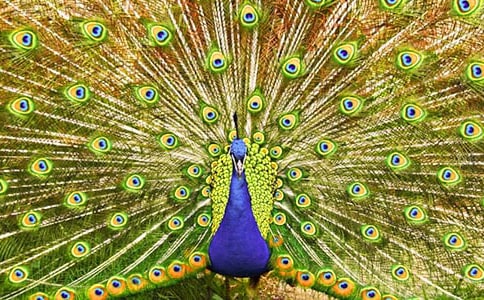 �P�ڿ�ȸ���i�Z