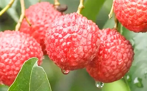 �Ґ۳���֦����