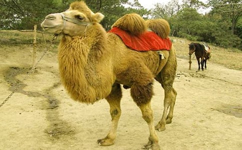 ���؂䣩�������30ƪ