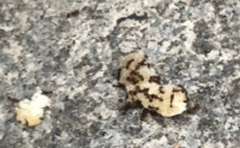 Λρ��������������