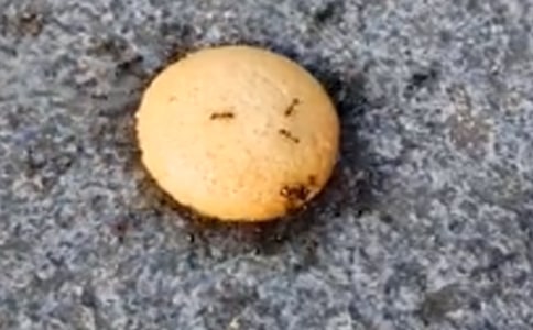 �����á�Λρ�^����ӛģ�弯�\��ƪ