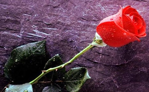 �i����õ�廨���i�Z