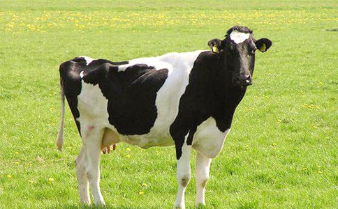 ����������ţ���f(shu��)�n��ģ��
