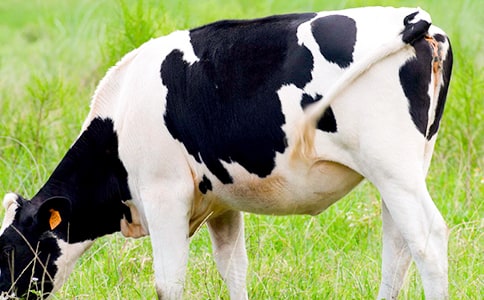 �����x��������ӽ̌W(xu��)��˼