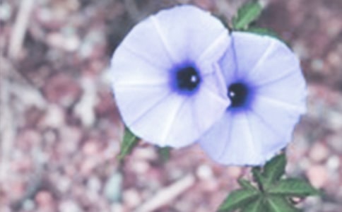 ����������ӛ300�֣����x29ƪ��