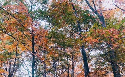 �����S�P�ă�(y��u)������800��