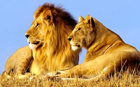 �{���֌�(d��o)���~�����]��