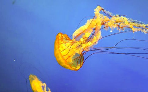 �а��ֹ�������ˮĸ���̰�