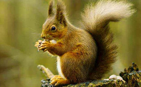 �ɐ۵�С�������ģ�����15ƪ��