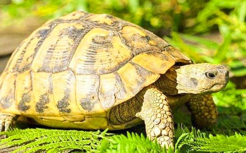 �����Ğ�������