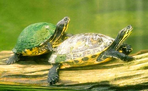 ���x�ɐ۵�С��������7ƪ