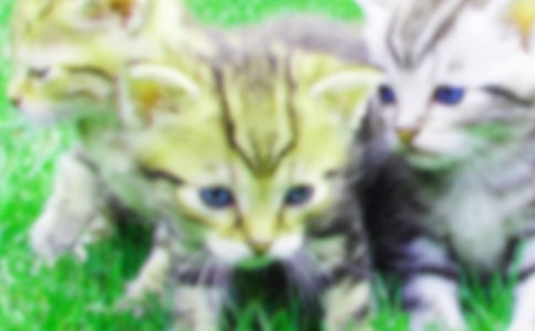 �Ҽҵ�С؈���ģ�ͨ��25ƪ��