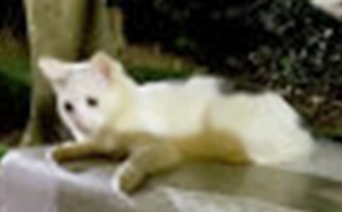 �ɐ�(��i)��С؈��ӛ200�֣�ͨ��60ƪ��
