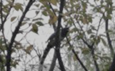 С�B(ni��o)������