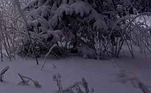 �P����Сѩ��(ji��)���Ψ�������İ�