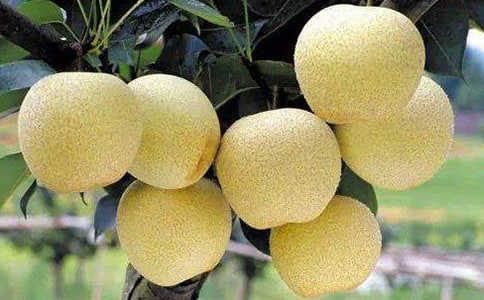 �Ґ۹��l(xi��ng)��ѩ�����ģ����x31ƪ��